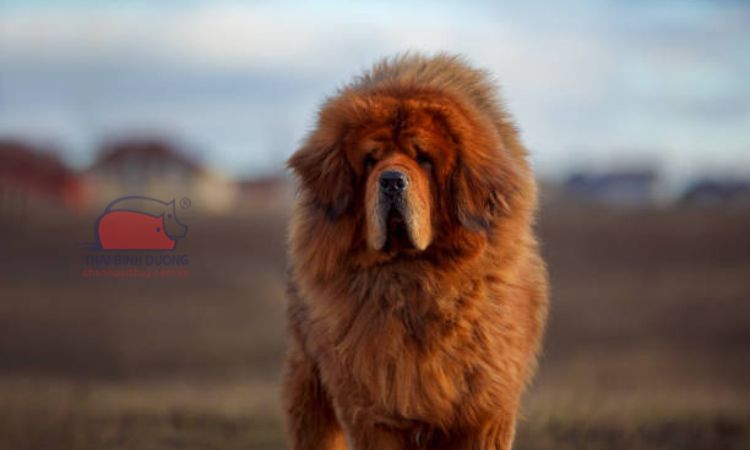 Các yếu tố ảnh hưởng đến giá chó Ngao Tây Tạng