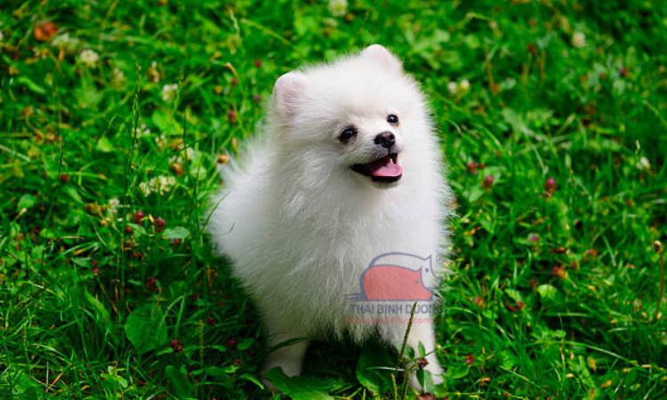 Chó lông xù Pomeranian