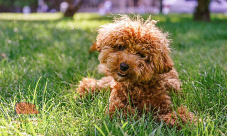 Nguồn gốc chó Poodle Tiny