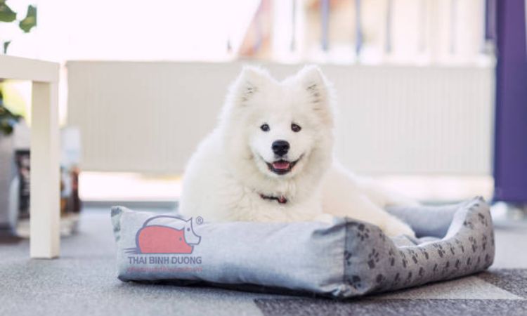 Đặc điểm của giống chó Samoyed