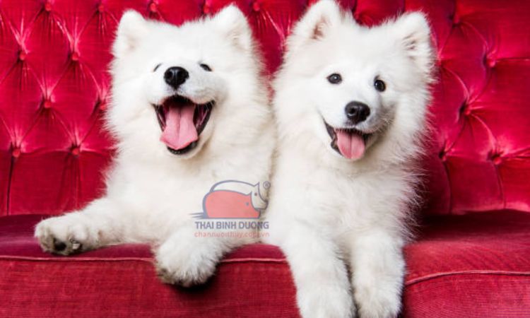 Giá bán chó Samoyed bao nhiêu tiền?