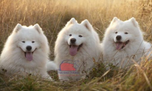 Giống chó Samoyed: nguồn gốc, đặc điểm và giá bán bao nhiêu tiền?