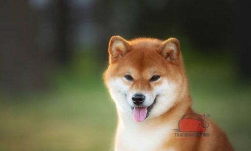 Chó shiba: nguồn gốc, đặc điểm và giá bán chó shiba Nhật