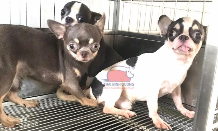 Yếu tố ảnh hưởng đến giá chó Chihuahua