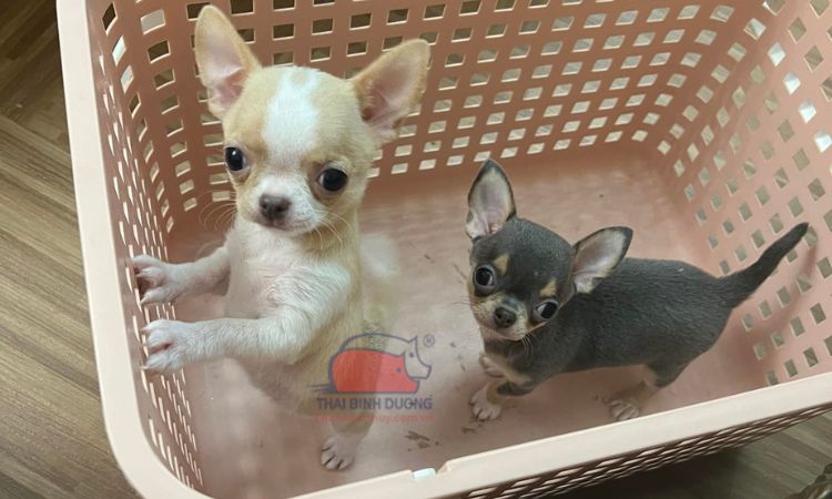 Giống chó chihuahua giá bao nhiêu?