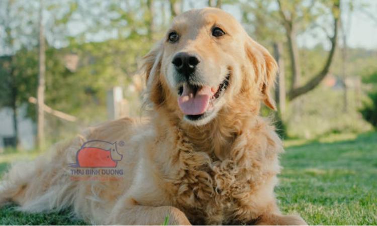 Giá chó golden bao nhiêu? Tìm hiểu chi tiết giống chó golden retriever