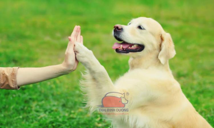 Huấn luyện chó Golden Retriever 