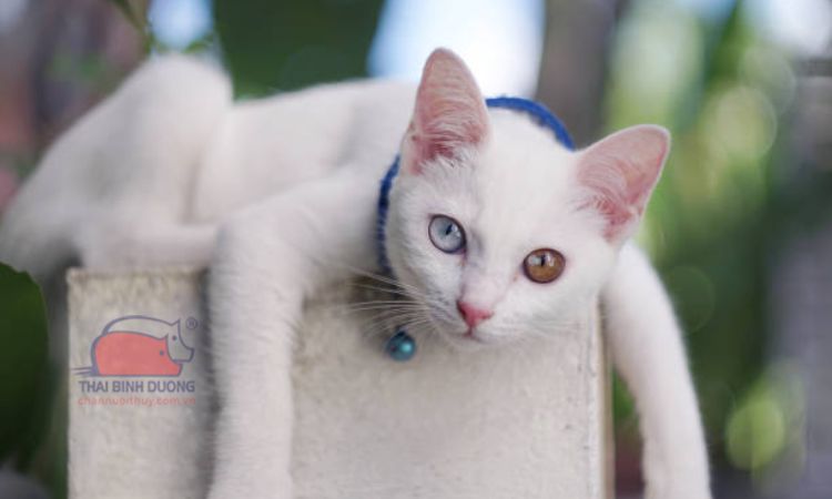 Đặc điểm ngoại hình của mèo Khao Manee