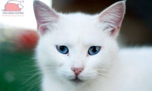 Mèo mắt xanh lông trắng
