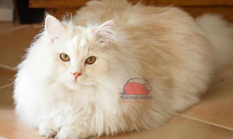 Cách nuôi mèo Nga lông dài 