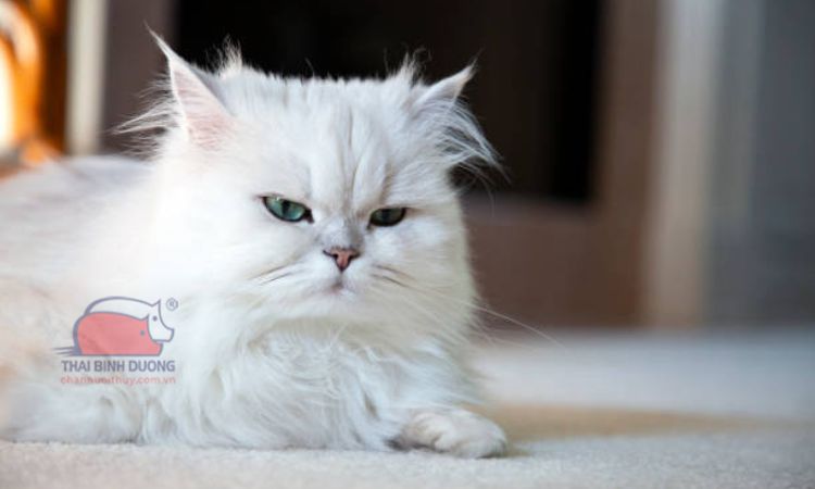 Ngoại hình và tính cách của mèo Nga