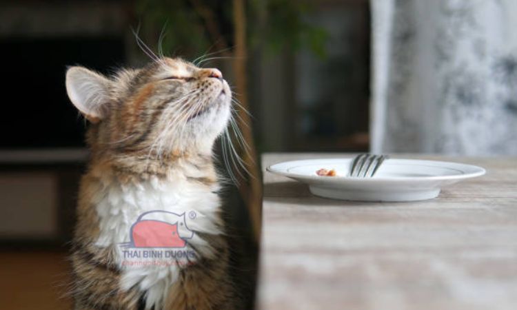 Cách xử lý khi mèo không chịu ăn hạt