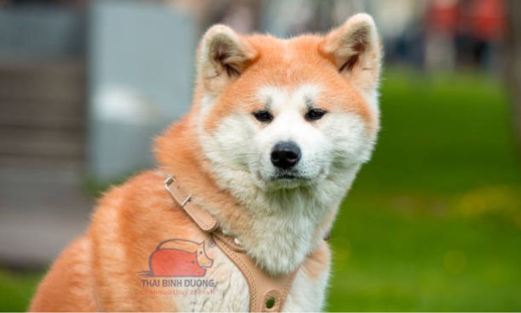 Đặc điểm của giống chó Akita inu