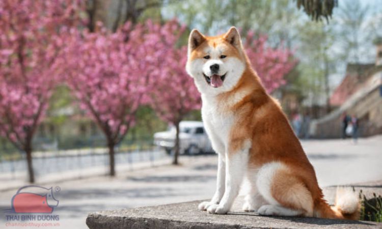 Đặc điểm của giống chó Akita inu