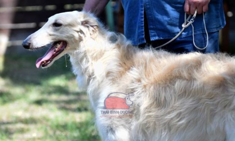 chó Borzoi