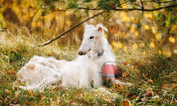 giống chó Borzoi