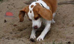Tại sao chó lại cào nền nhà và đào bới đất?
