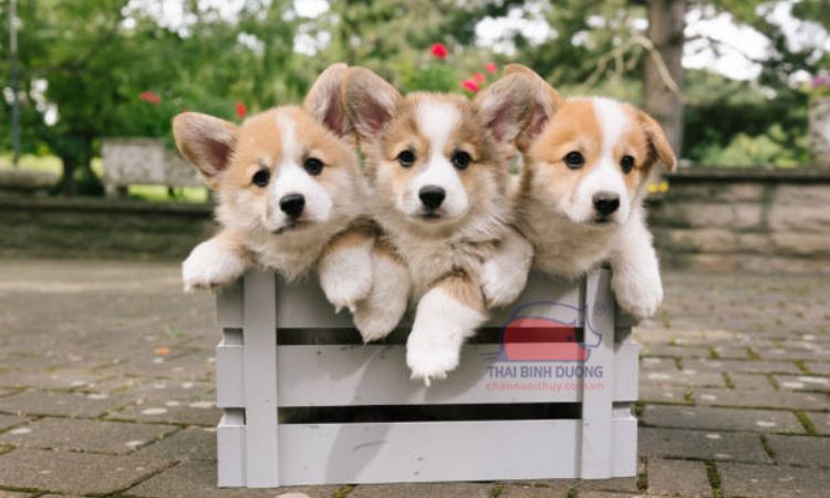 Đặc điểm nổi bật của giống chó Corgi