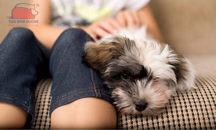 Tại sao nên chọn chó Havanese