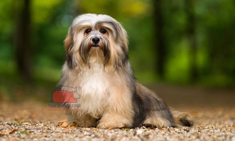 Giới thiệu về chó Havanese