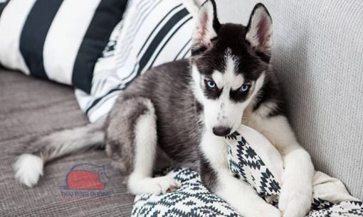 Giống chó husky giá bao nhiêu?