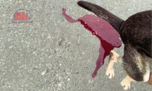 Chó ỉa ra máu