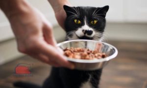 Nên cho mèo ăn gì?