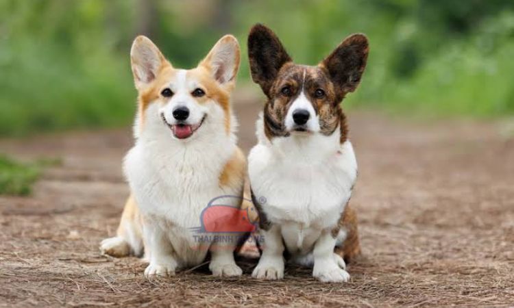 Phân loại chó Corgi