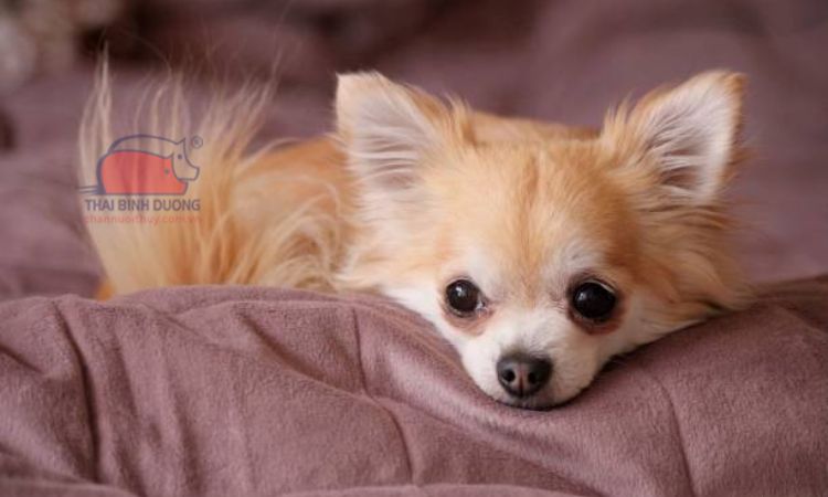 Yếu tố ảnh hưởng đến giá của chó Chihuahua lông dài