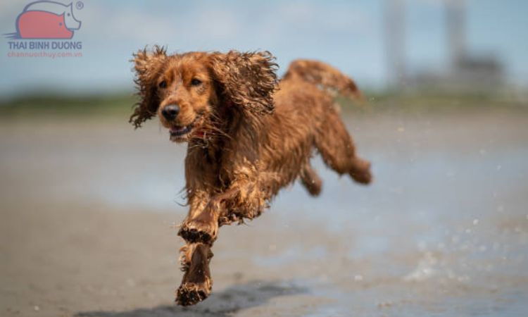 Cocker Spaniel Anh