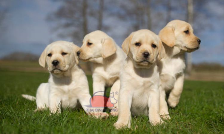 Yếu tố ảnh hưởng đến giá chó Labrador