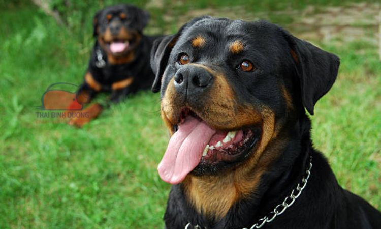 Nguồn gốc của chó Rottweiler