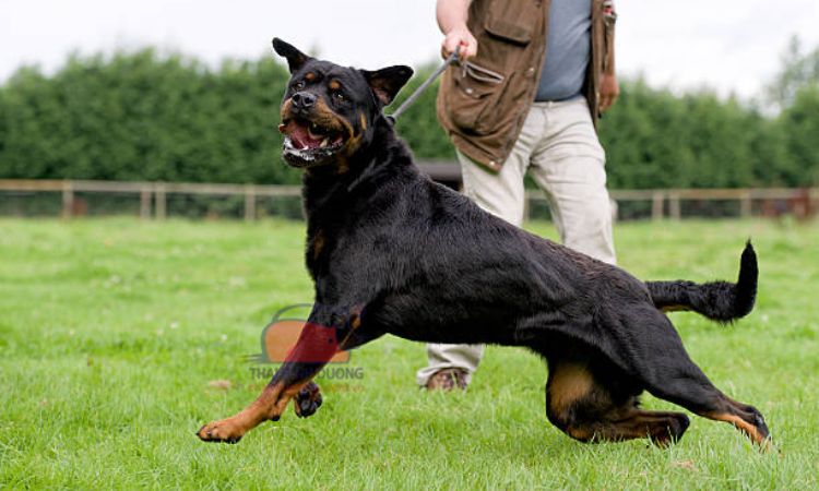 ngoại hình của Rottweiler