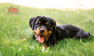 chó Rottweiler