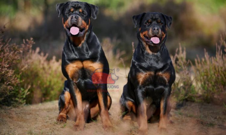 Giá bán chó Rottweiler tại Việt Nam