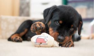 Giá bán chó Rottweiler