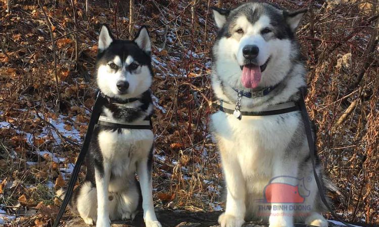 Khả năng làm việc husky và alaska