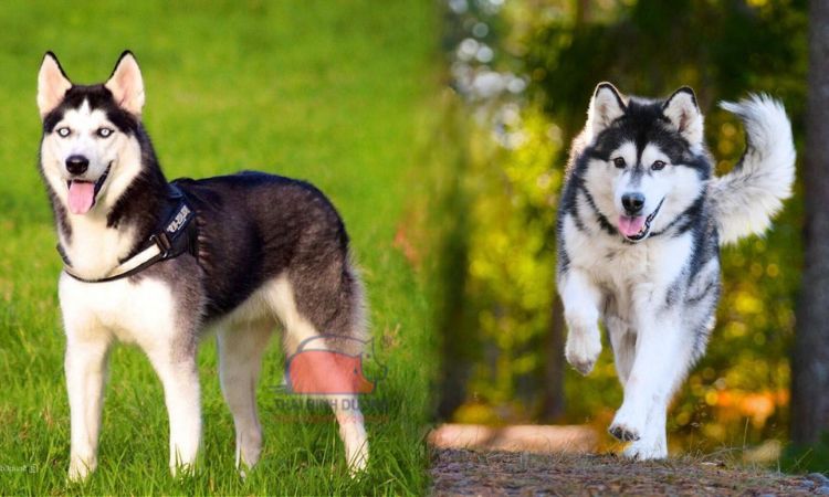 Ngoại hình husky và alaska