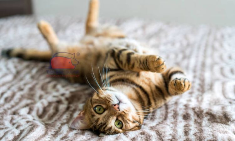 Đặc điểm ngoại hình và tính cách của mèo Bengal