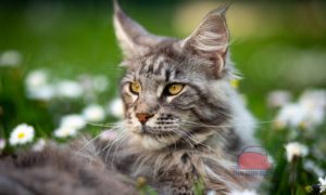 Mèo Maine Coon