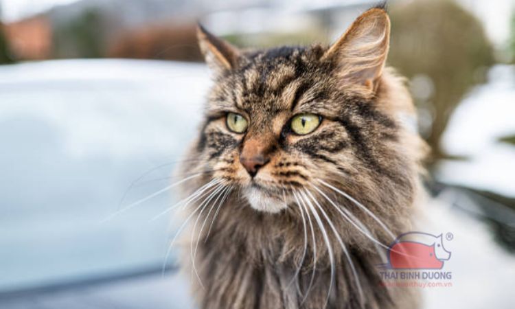 Mèo Norwegian Forest