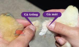 So sánh lông cánh để phân biệt gà trống mái