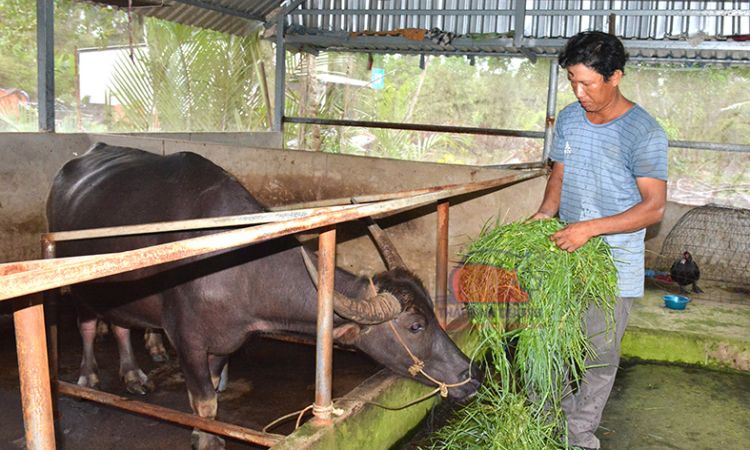 Kỹ thuật nuôi trâu vỗ béo