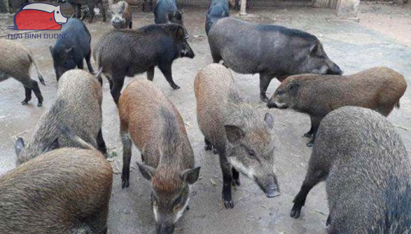 lon-rung-nuoi-bao-lau-thi-xuat-chuong-3