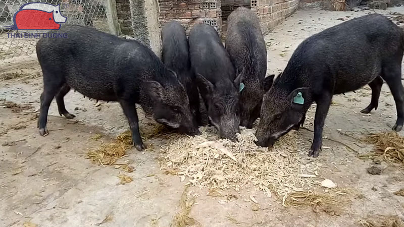 lon-rung-nuoi-bao-lau-thi-xuat-chuong