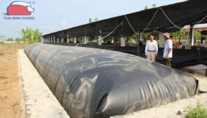 xu-ly-chat-thai-chan-nuoi-bang-cong-nghe-biogas