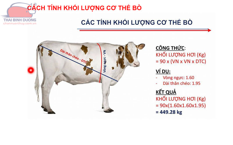 Trọng lượng trung bình của một số giống bò