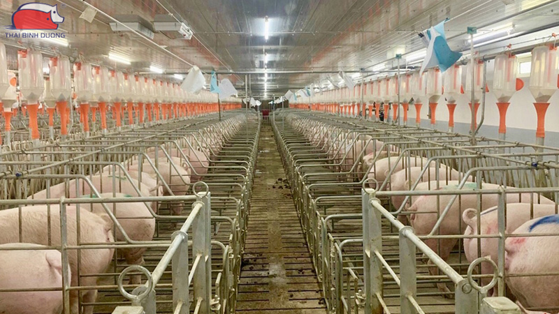 Danh sách các công ty chăn nuôi heo lớn nhất Việt Nam