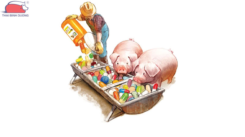 Hệ lụy khi dùng chất kích thích tăng trưởng trong chăn nuôi