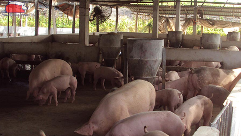 Nguyên nhân khiến heo bị chảy nước mũi